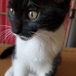 保健所引き出しの仮面猫ちゃん