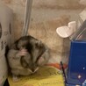 これぞハムスターという感じの仕草