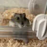おやつちょーだい、の顔