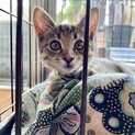 再募集！天真爛漫ちゃん！