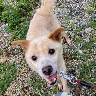 文献 通常 防腐剤 ジモティー 犬 大阪 Homepagebox Jp