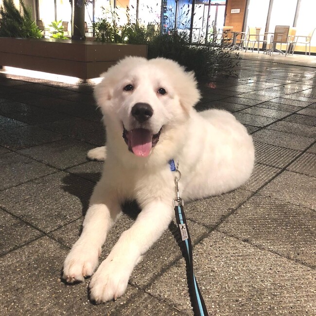 ひまわりのハニのカバー写真