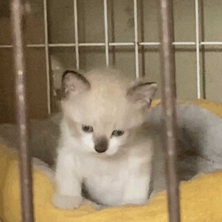 生後１ヶ月の４匹の子猫達