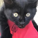 黒猫男の子生後3ヶ月里親さま募集しています！