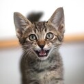 人間大好き元気なキジトラ子猫、桐生くん