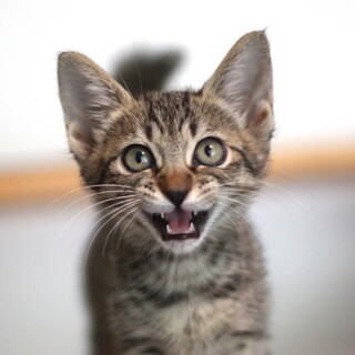 人間大好き元気なキジトラ子猫、桐生くん