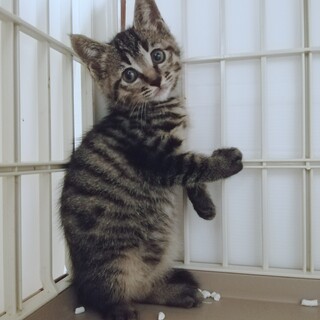 キュートな〜キジトラガール