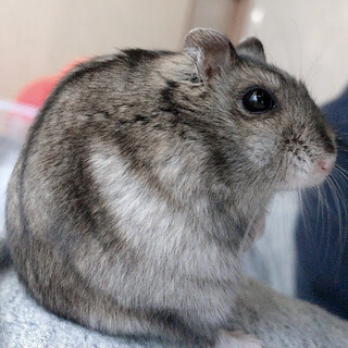 【急募】ハムちゃん2匹の里親さん募集