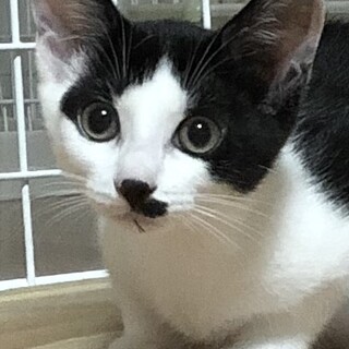 ちょっと強気なハチワレ美少女　マカロンちゃん