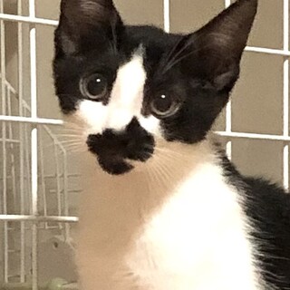 元気いっぱいおてんば娘　ドーナツちゃん