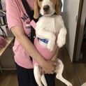 ビーグル仔犬　里親さん急募