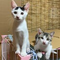 急募です‼️生後５ヶ月