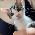 急募です‼️生後5ヶ月
