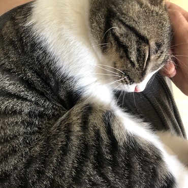 おひざだっこ