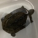 クサガメ　甲羅サイズ14cm たぶんオス