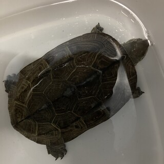 クサガメ　甲羅サイズ14cm たぶんオス