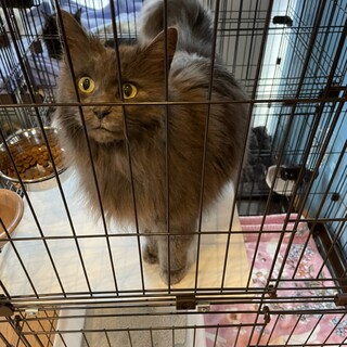 里親決定しました