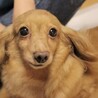 可愛いくてたまらない♪おっとりなごみ系のマハちゃん サムネイル3