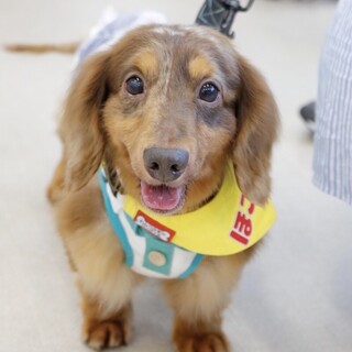 おもちゃで遊ぶの大好き！元気いっぱいビクくん