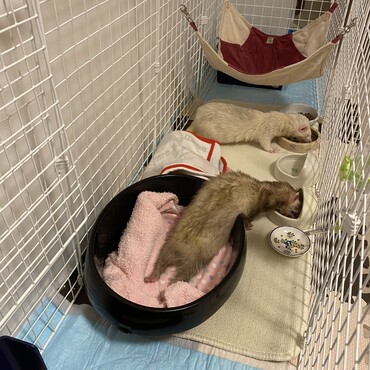 仲良くごはん。なんかもうちょっとこうバリアフリーな環境にしてあげたいなあ。あぽくんのぐだっと伸びた足さえもかわいくてたまらん。