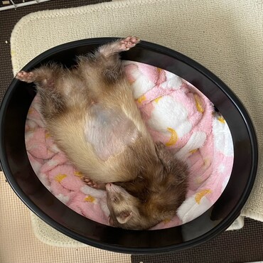 お昼休みみんなの顔見に帰ってきたら、出迎えてくれたのがこのお腹とこの寝顔よ、、、なんなの？天使なの？？(お腹の毛はエコー検査の時に刈りました笑)