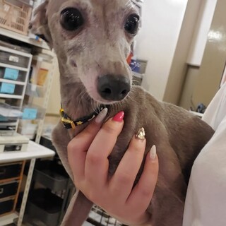 保護っこイタグレ♬ガガちゃん♪里親絶賛募集中！