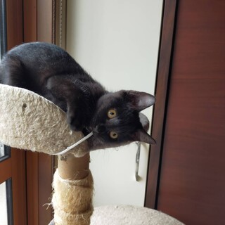 ジジそっくりな仔猫♪