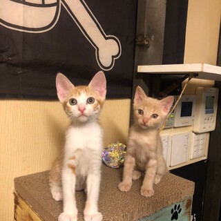 激かわ、ちゃしろ子猫♀