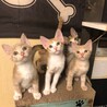 激かわ、ちゃしろ子猫♀ サムネイル2
