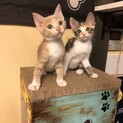 5/27生まれ、みけこねこ♀