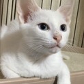 里親決定。ブルーアイのスイレンちゃん