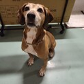 里親様決定！猟犬系mixひなちゃん
