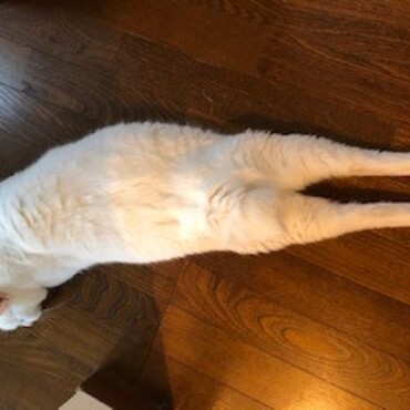 後ろ脚まっすぐで寝る猫は珍しいそうですが３匹目もやるんだよね…