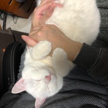 主人の膝の上でパタリロみたいな寝顔