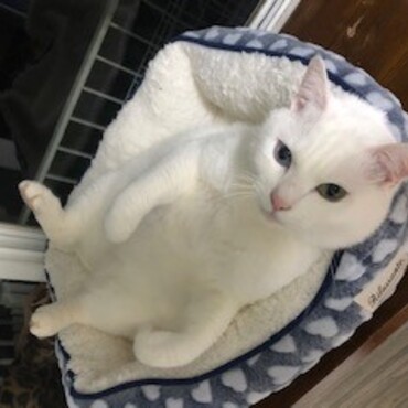 ６キロ近くの肥満になってしまいました