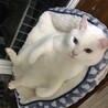 ６キロ近くの肥満になってしまいました
