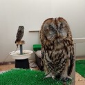 2歳のまんまる可愛いモリフクロウ