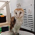 １０才の美人メンフクロウさん