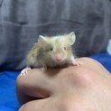ゴールドサテンマウス　黄金の毛