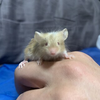 ゴールドサテンマウス　黄金の毛