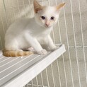 里親募集　白い猫でお顔と尻尾に茶シマありの男の子