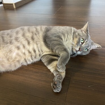 落ちている猫