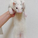 フェレット