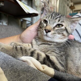人馴れ抜群姉妹ちゃん