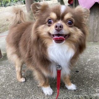 かわいいだけじゃないんだゾ！デカチワワ『ニーノ君』