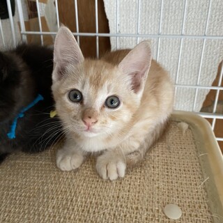 里親決定しました