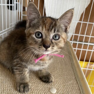 里親決定しました