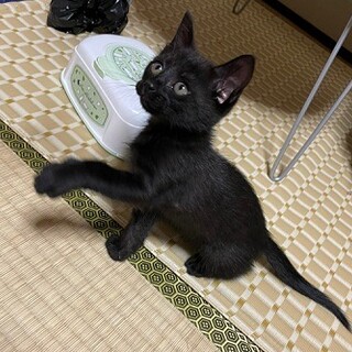 活発で元気な　くーちゃん