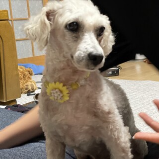 おとなしく優しいトイプードルの博士くん