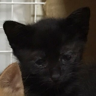 やんちゃな黒猫ちゃん